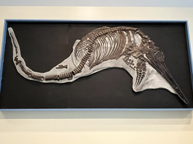 Իխտիոզավրերը (Ichthyosauria)