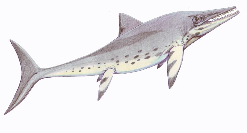 Temnodontosaurus platydon