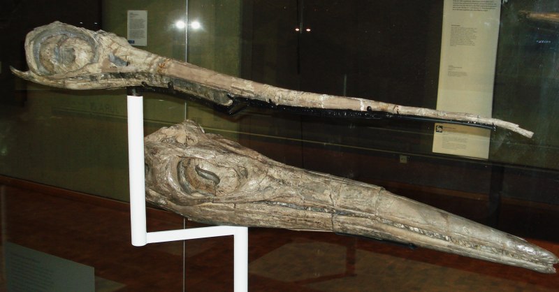Temnodontosaurus Reconstruction