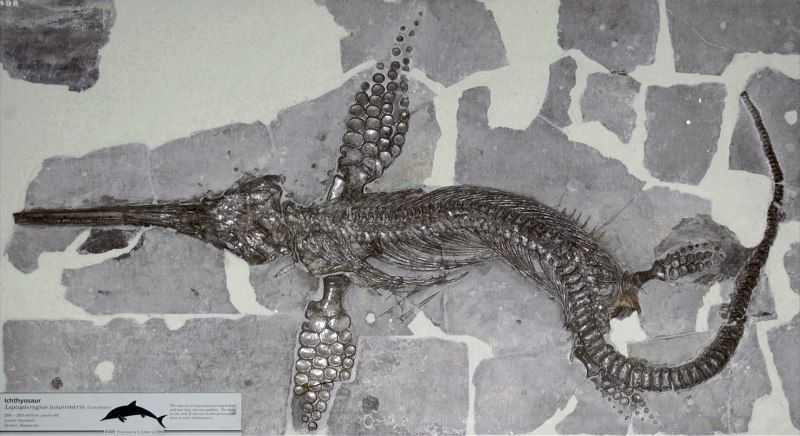 Anoplosuchus tenuirostris