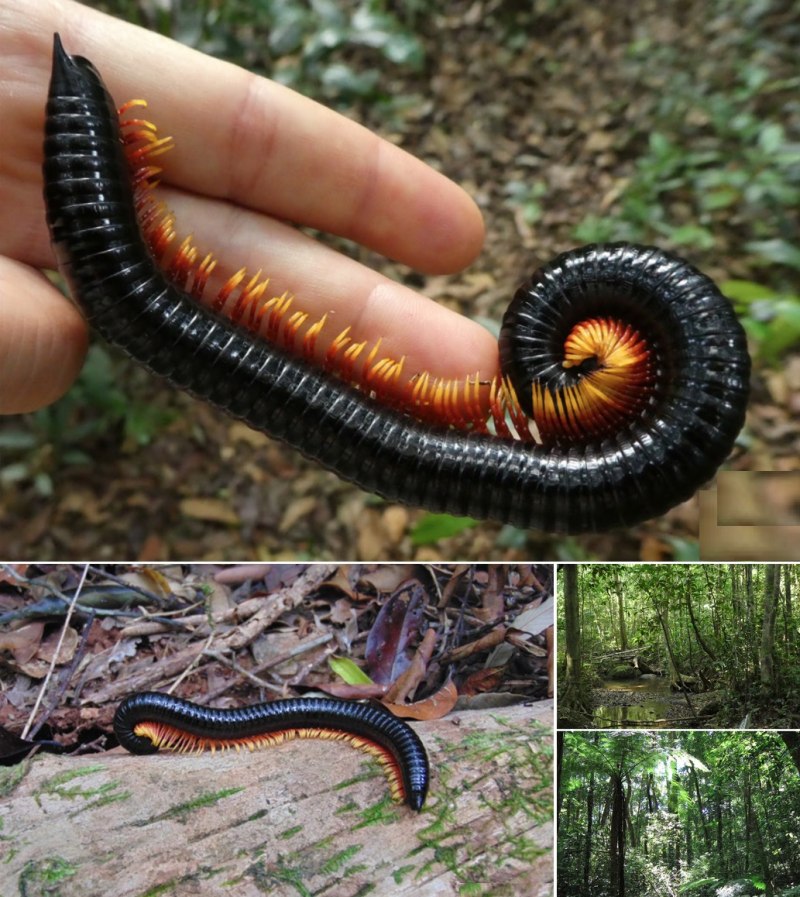 Многоножка Millipede