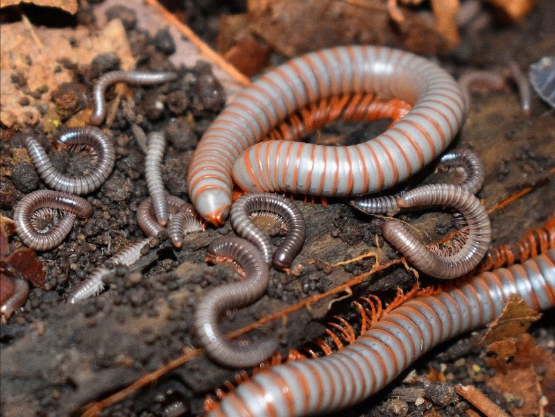 Кивсяк Tonkinbolus SP