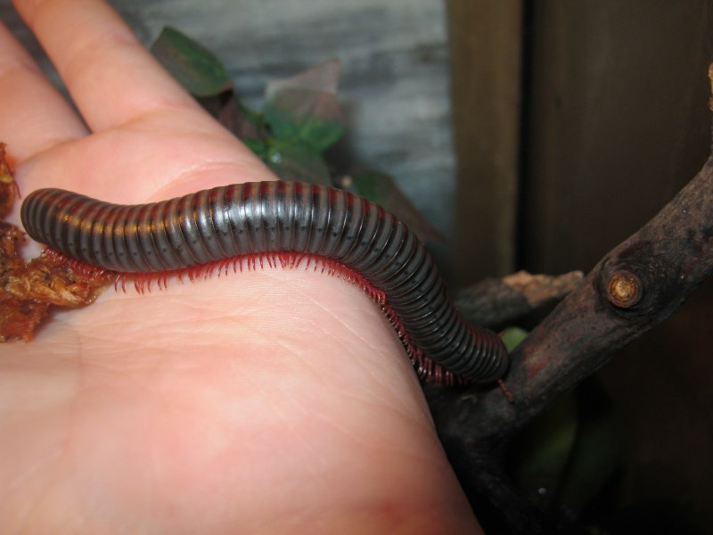 Tonkinbolus dollfusi