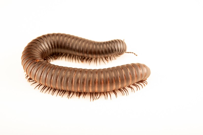 Кивсяк (parilis acuticonus)