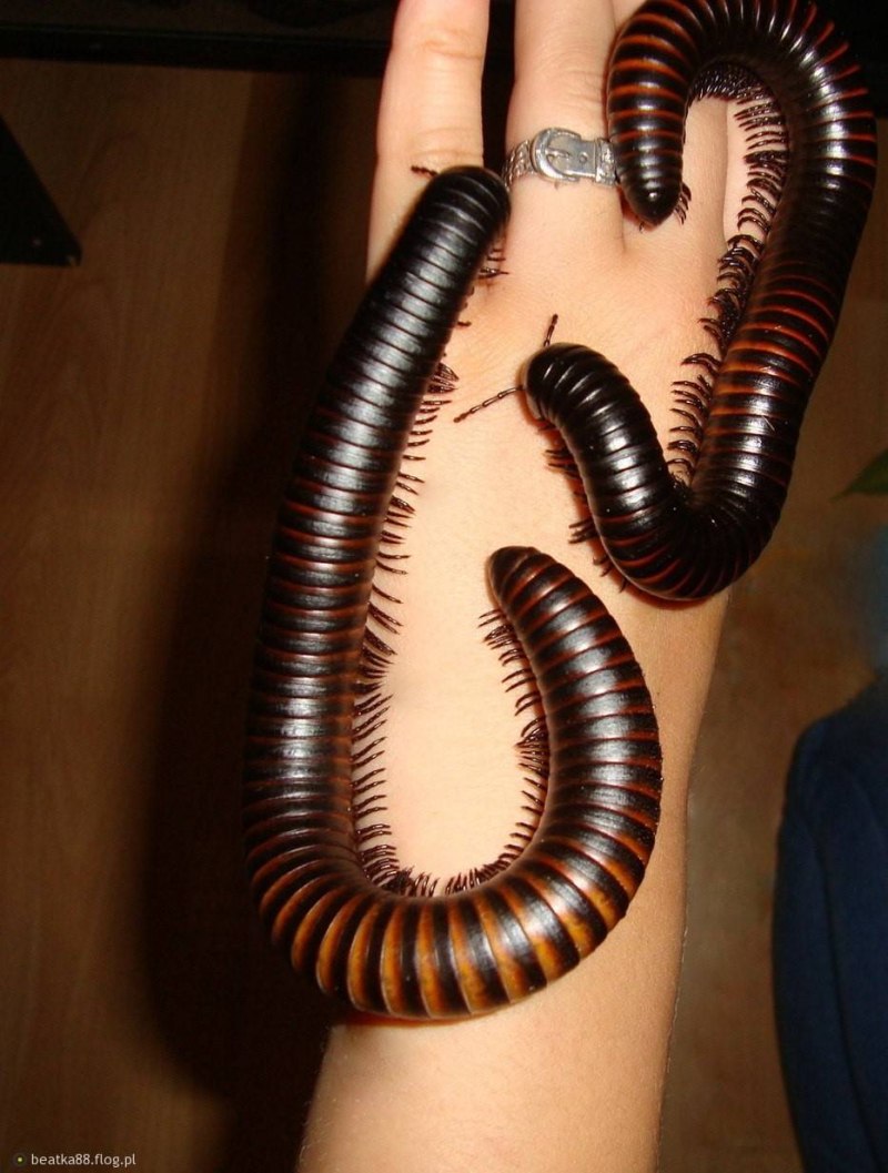 Гигантский кивсяк Archispirostreptus Gigas