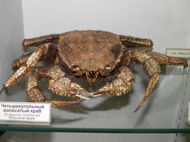 Erimacrus isenbeckii