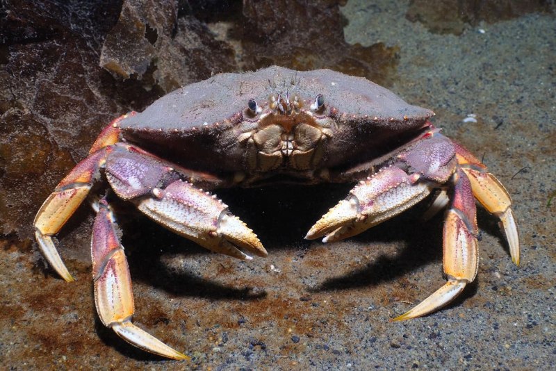A Sea creature with a hard Shell and eight Legs