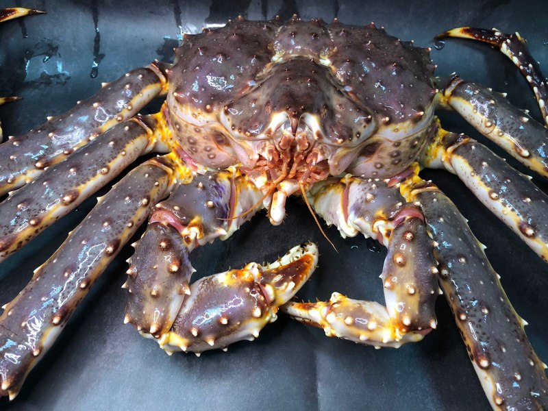 Камчатский Королевский краб живой