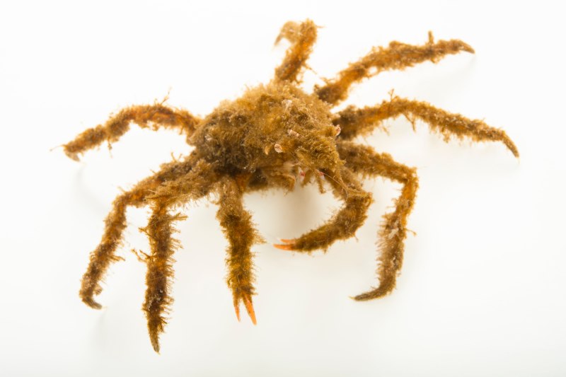 Oregonia gracilis