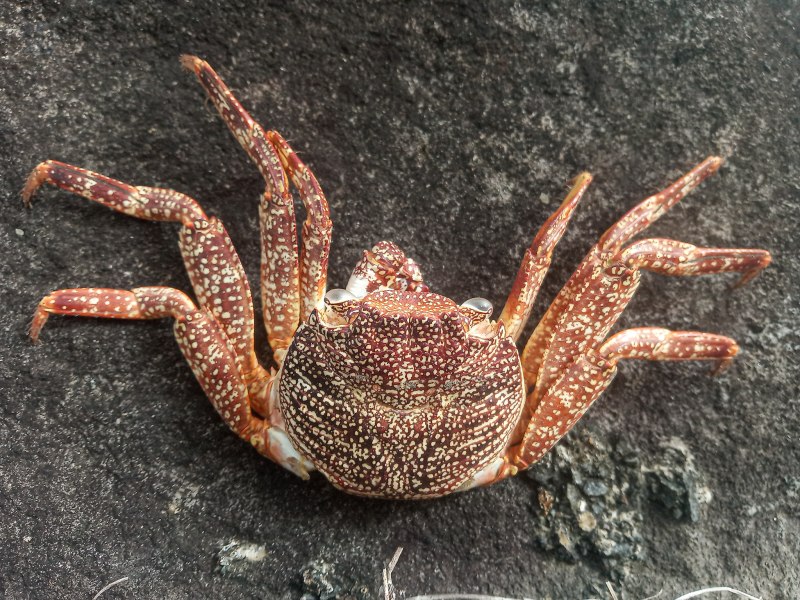 Crab Shell