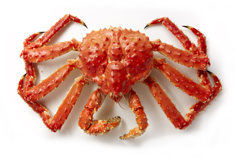Камчатский краб (paralithodes camtschatica)