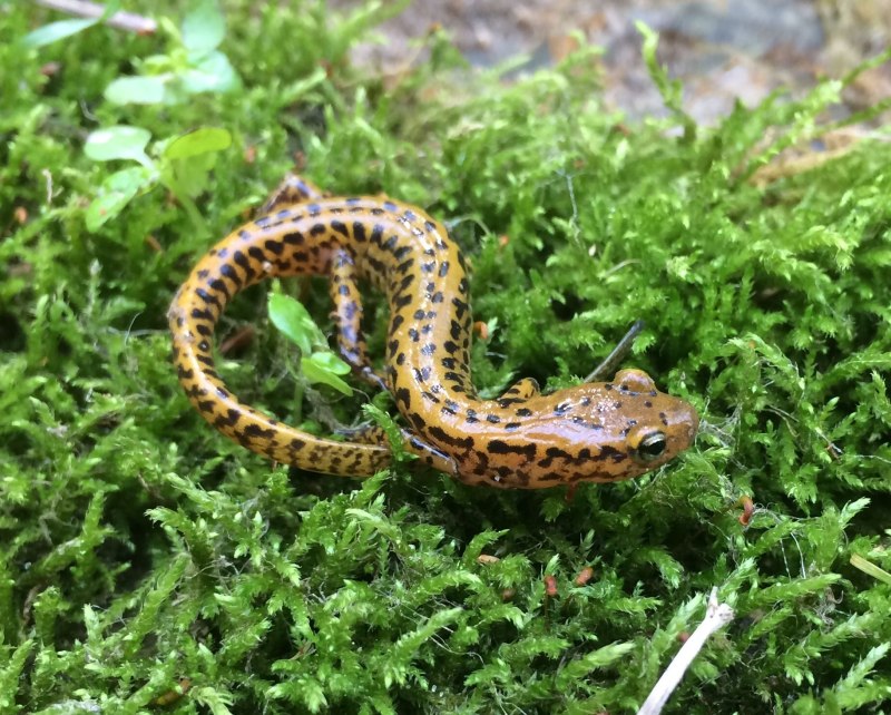 Eurycea longicauda