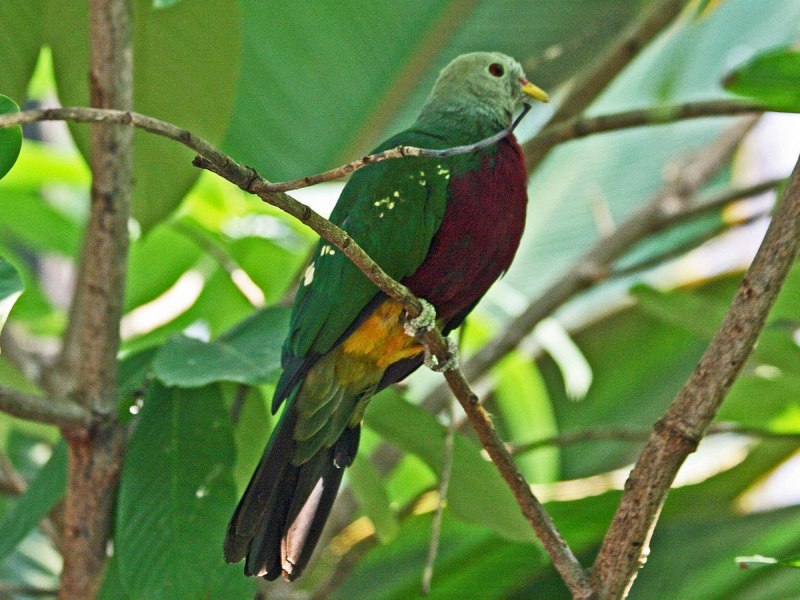 Ptilinopus solomonensis