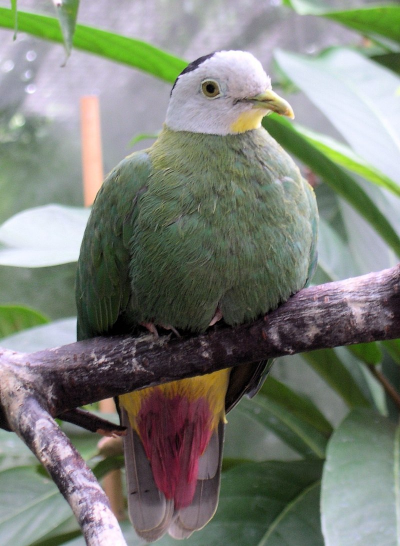Ptilinopus aurantiifrons