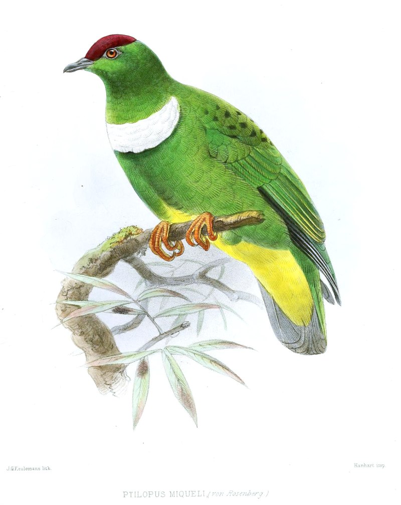Ptilinopus dupetithouarsii