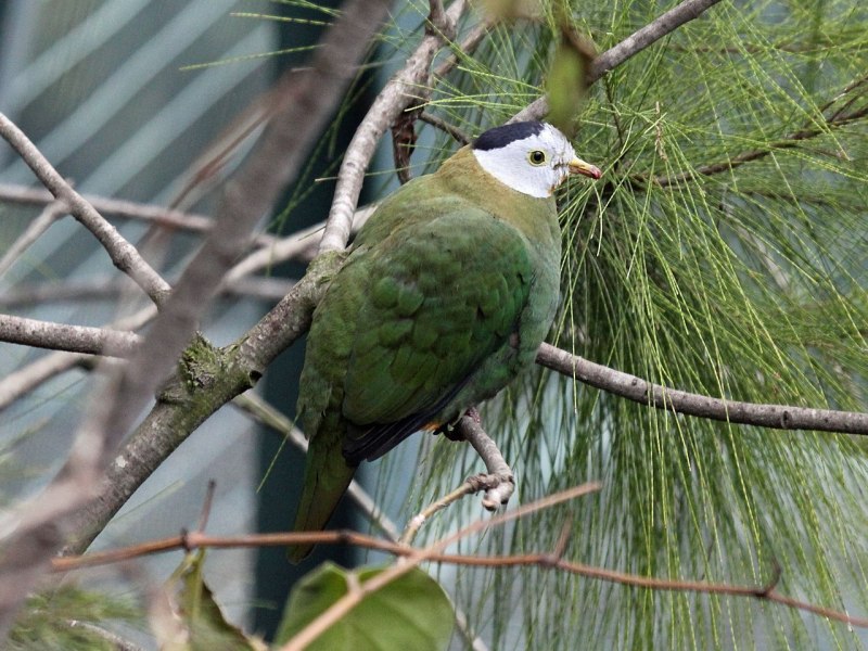 Ptilinopus merrilli