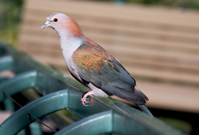 Green Imperial Pigeon