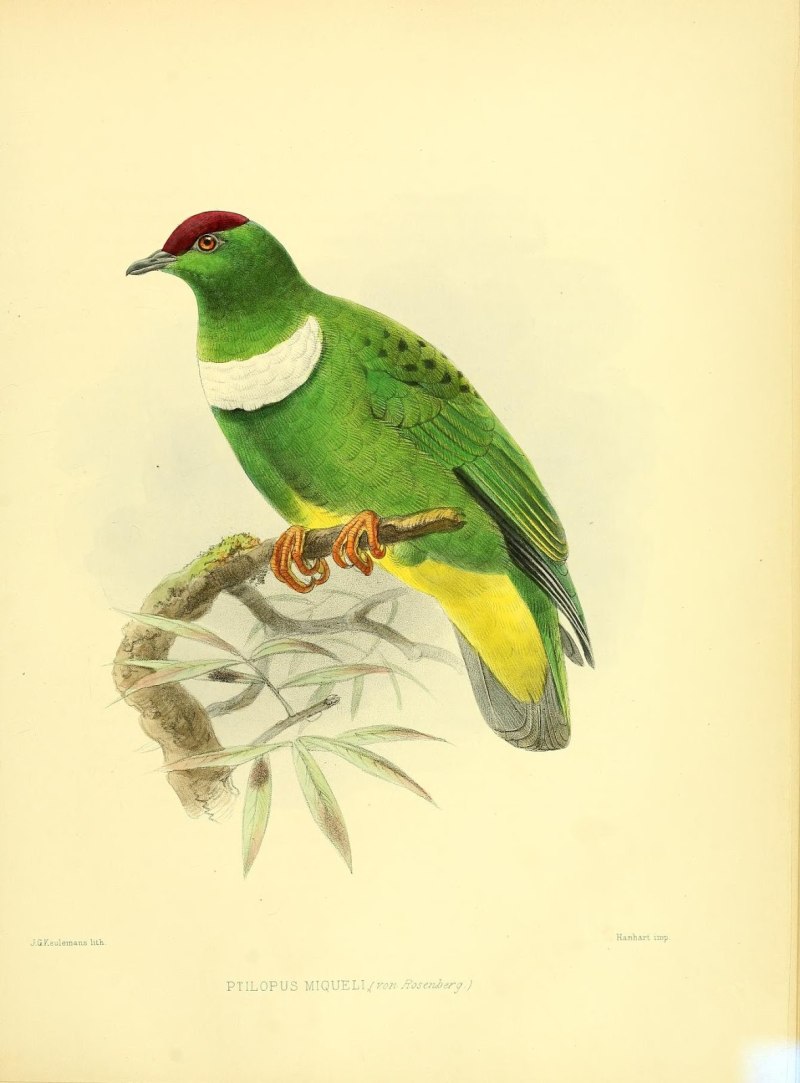 Stamp the White-Bibbed Fruit dove (Ptilinopus Rivoli)