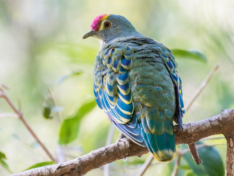 Rose-crowned Fruit dove