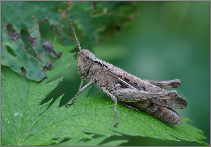 Chorthippus biguttulus
