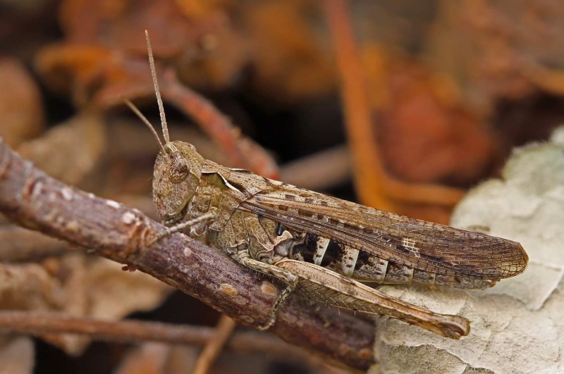 Конёк обыкновенный (Chorthippus brunneus)