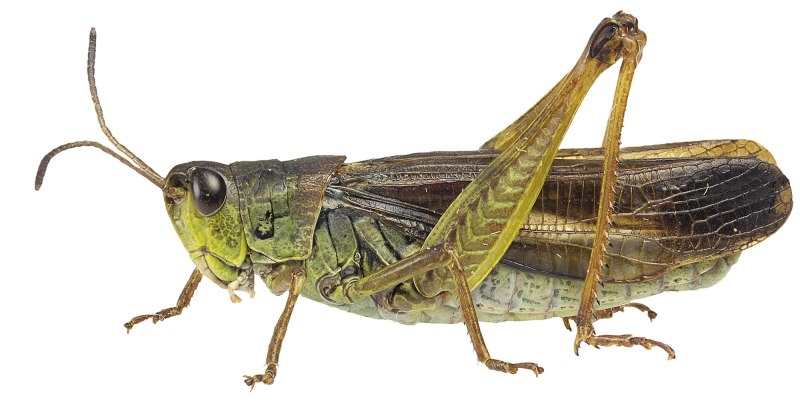 Stauroderus scalaris