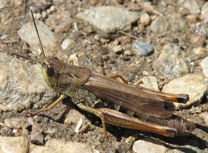 Кобылка темнокрылая / Stauroderus scalaris