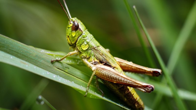 Кузнечик амбликорифа