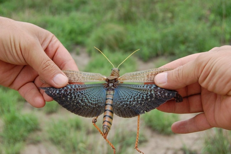 Гигантский конек Tropidacris collaris