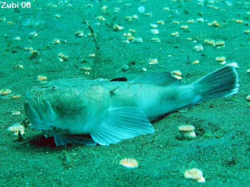 Звездочет рыба черное море