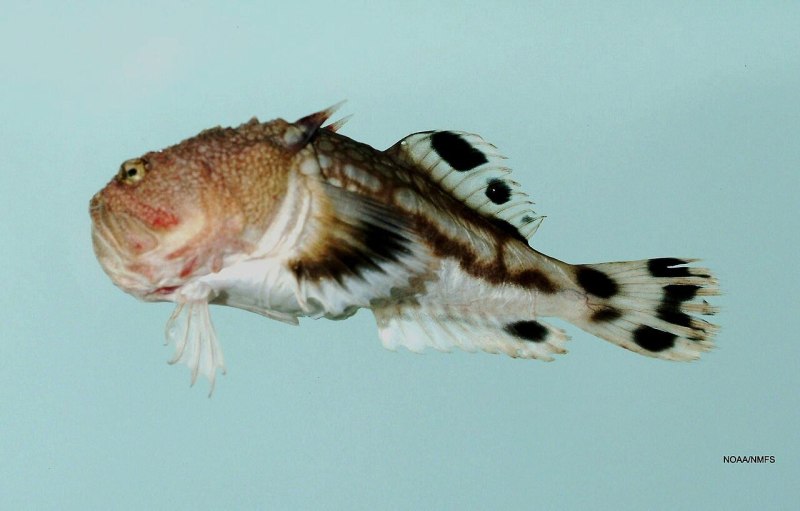 Kathetostoma albigutta