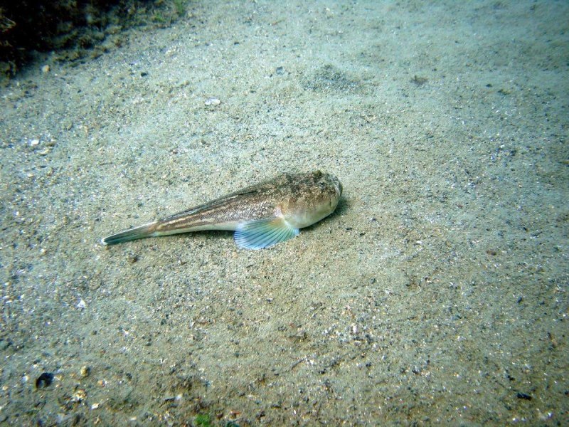 Звездочет рыба черное море
