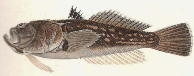 Европейский звездочёт Uranoscopus scaber