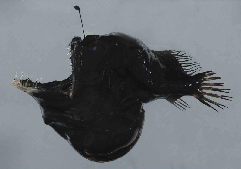Melanocetus johnsonii
