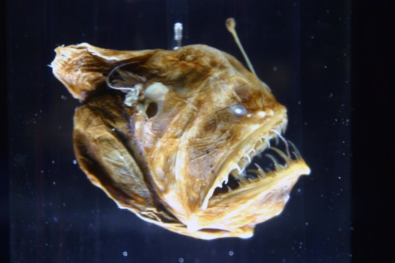Melanocetus murrayi