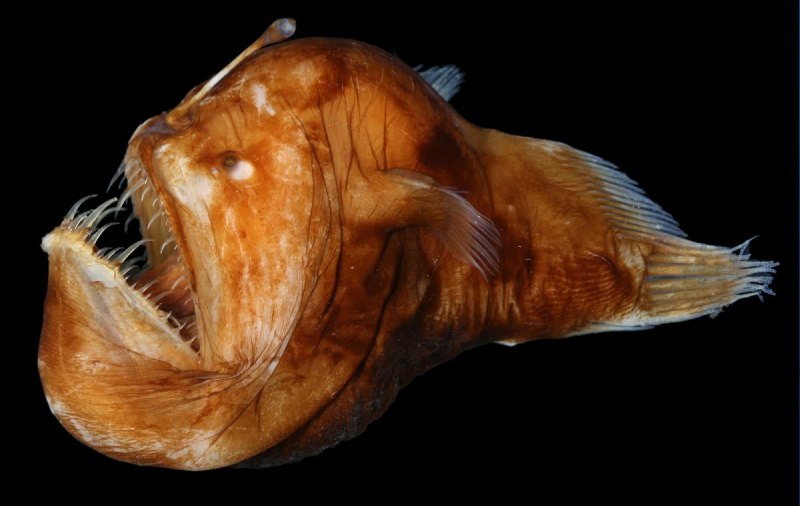 Морской черт удильщик