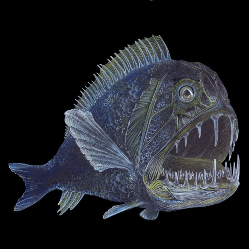 Длиннорогий Саблезуб (Anoplogaster cornuta)