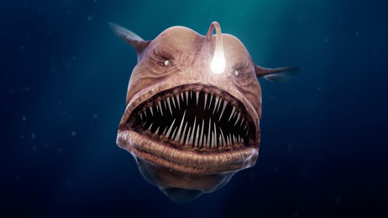 Морской черт удильщик