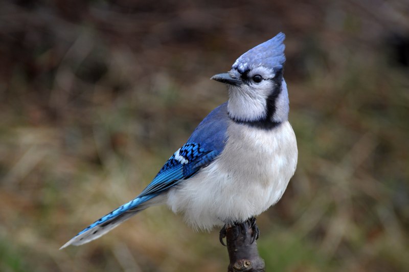 Blue Jay