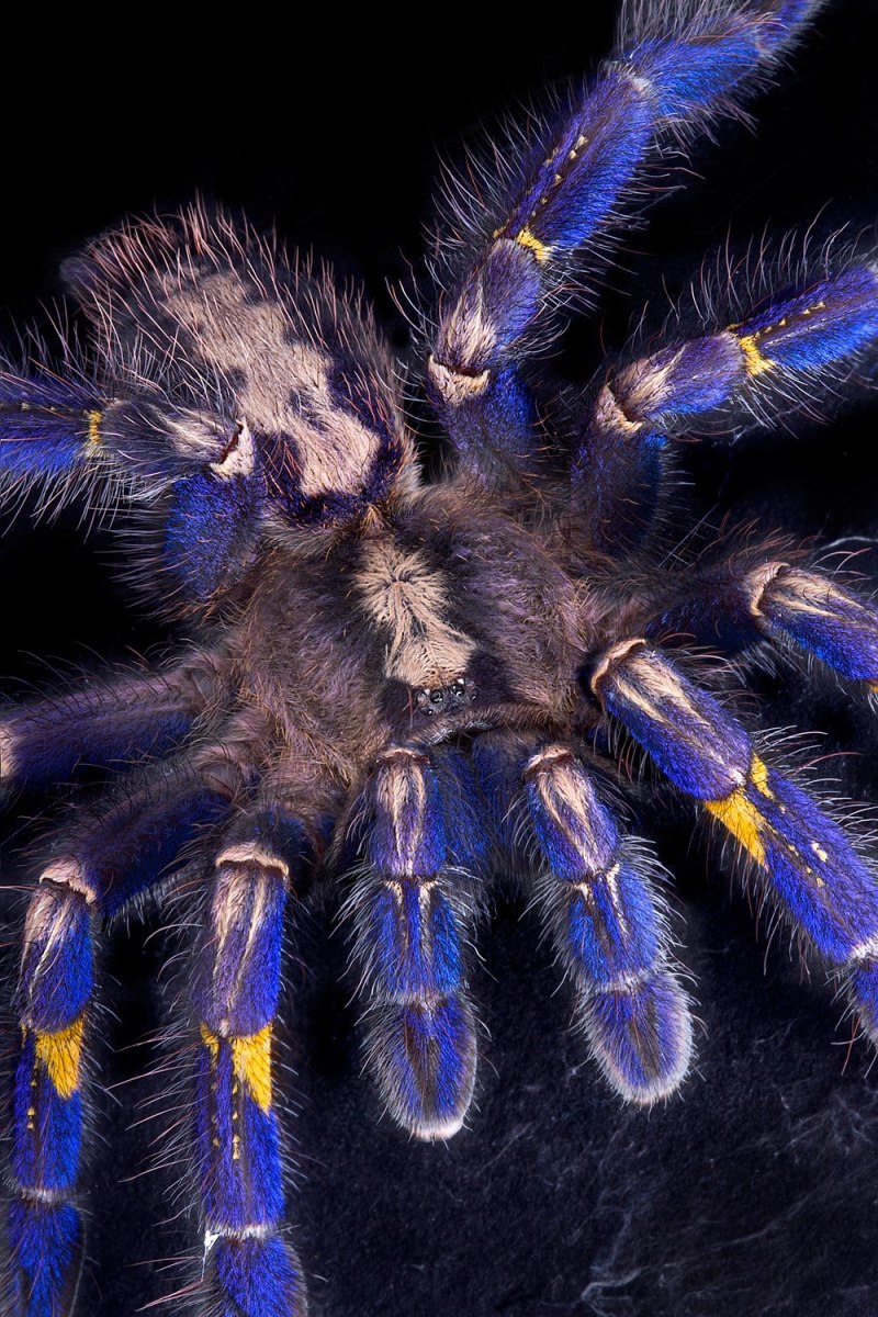 Паук птицеед Poecilotheria