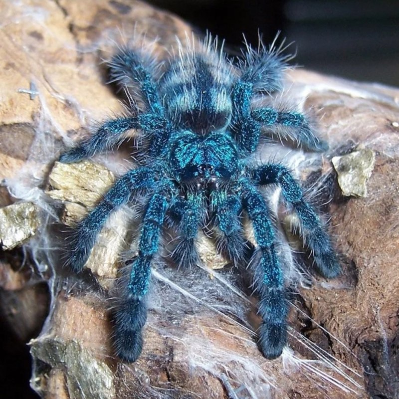 Паук птицеед Avicularia versicolor