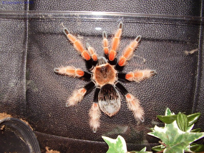 Brachypelma boehmei в природе