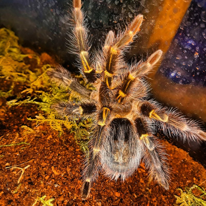 Паук Grammostola pulchripes
