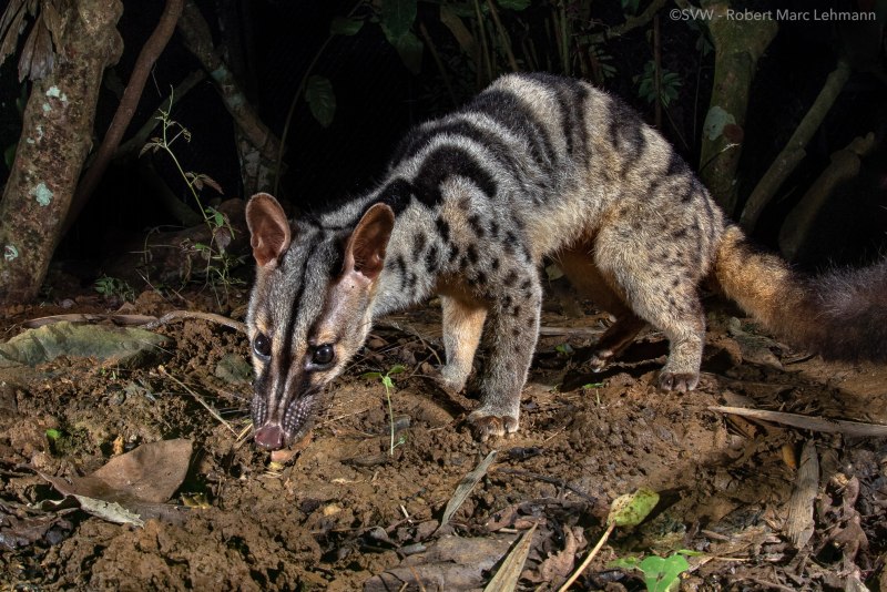 Chrotogale owstoni