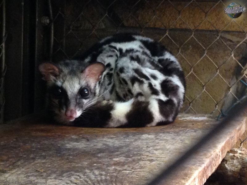 Banded linsang