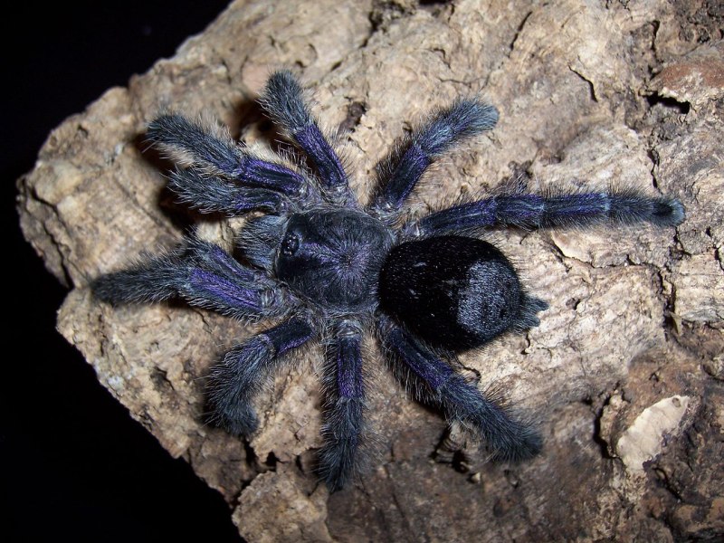 Avicularia versicolor l5
