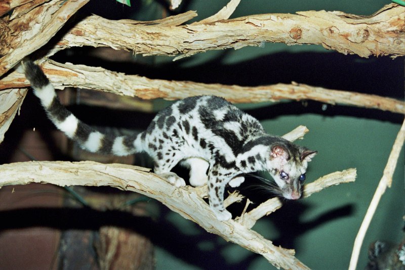 Prionodon pardicolor