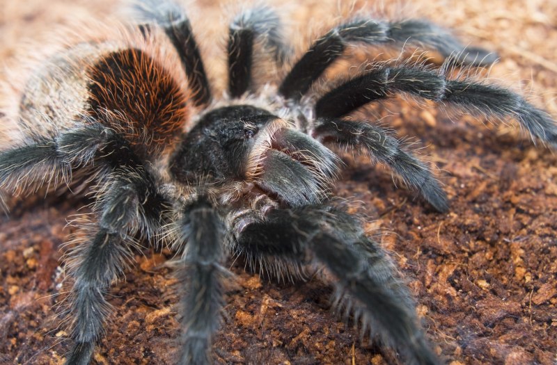 Grammostola Actaeon