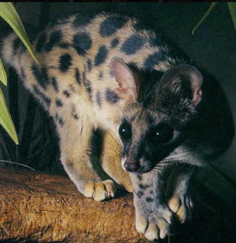 Prionodon pardicolor