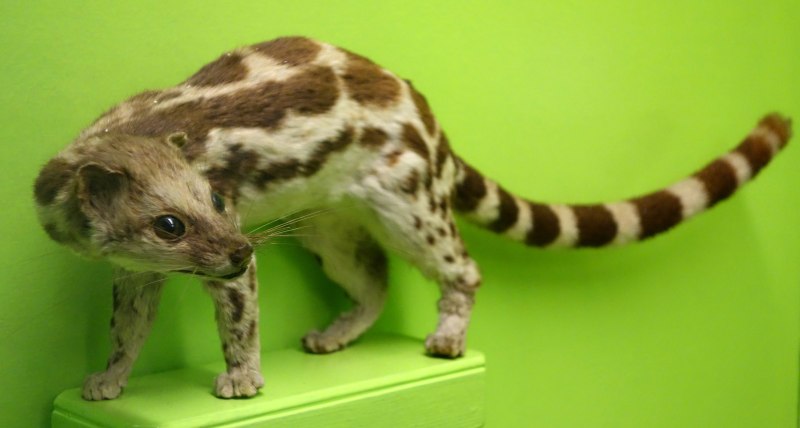 Prionodon pardicolor